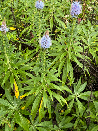 Echium nervosum, photograph 6