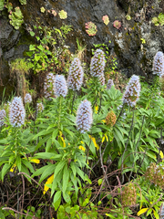 Echium nervosum, photograph (c) Petr Harant, some rights reserved (CC BY)