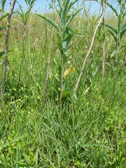 Solanum glaucophyllum