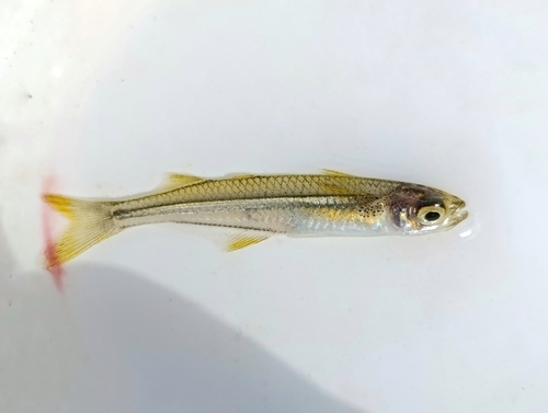 Hubbs' silverside (Atherinella hubbsi) — Atherinopsidae — 2