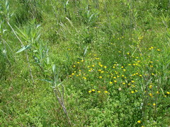 Solanum glaucophyllum