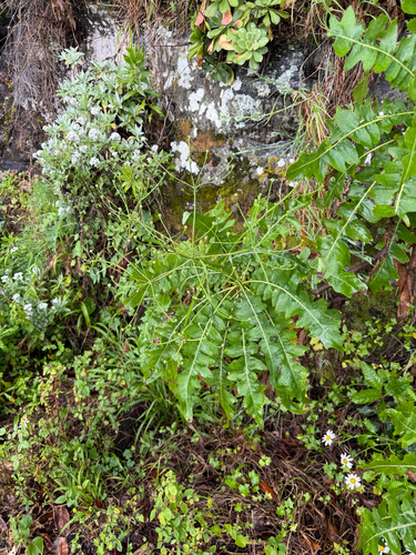 Sonchus pinnatus, photograph 6