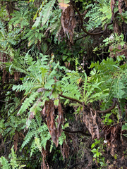Sonchus pinnatus, photograph (c) Petr Harant, some rights reserved (CC BY)