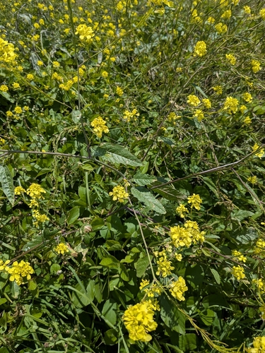 Brassica nigra observed 2026-05-02