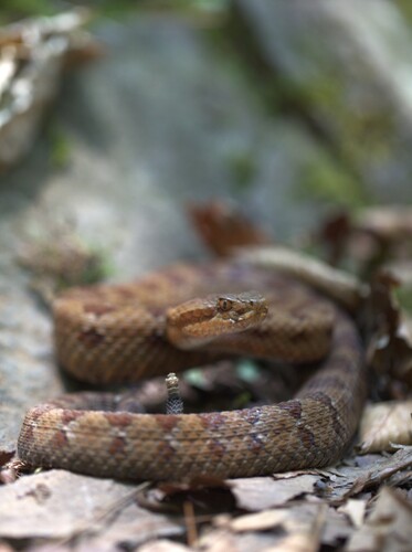 Tlaloc's Rattlesnake