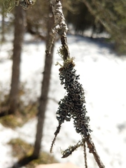 Hypogymnia incurvoides