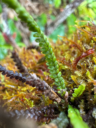Stenogrammitis saffordii observed 2026-05-03