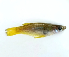 Knife Livebearer photo 1