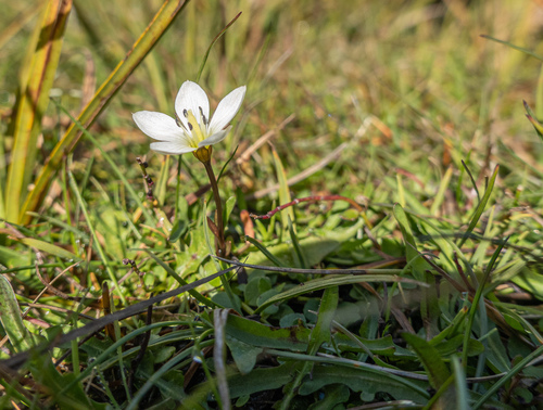 Gentianella grisebachii, 2026-04-10