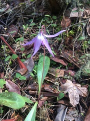 Erythronium hendersonii