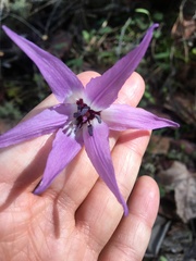 Erythronium hendersonii