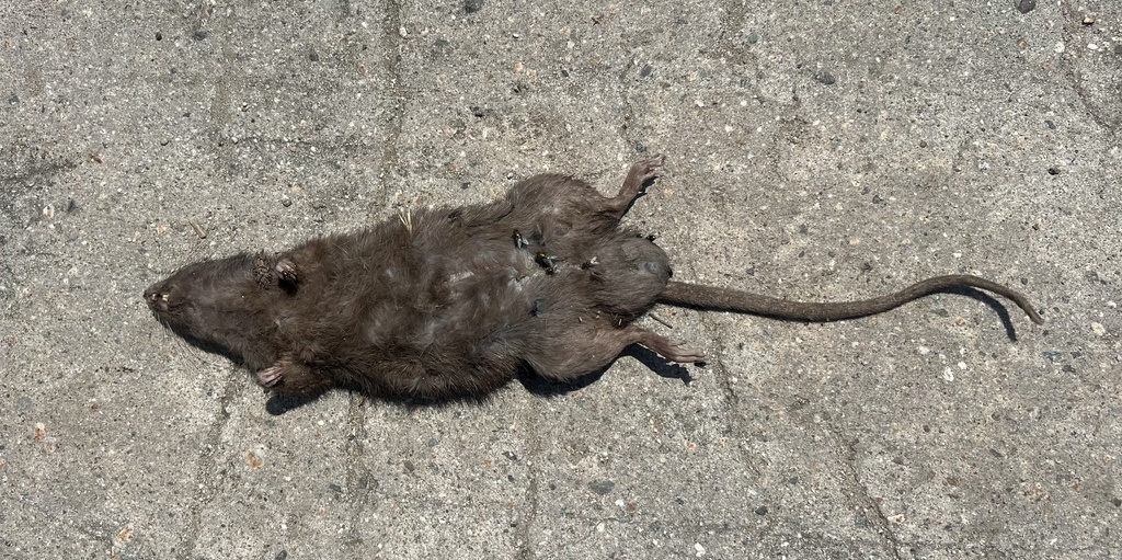 Brown Rat from San Gabriel River Bike Path, South El Monte, CA, US on ...