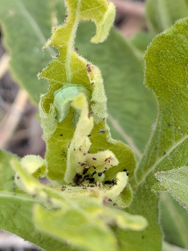 Forbes' Sallow photo 3