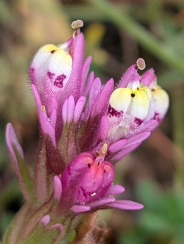 Castilleja densiflora, photograph 5