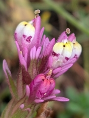 Castilleja densiflora, photograph (c) Ken-ichi Ueda, some rights reserved (CC BY)