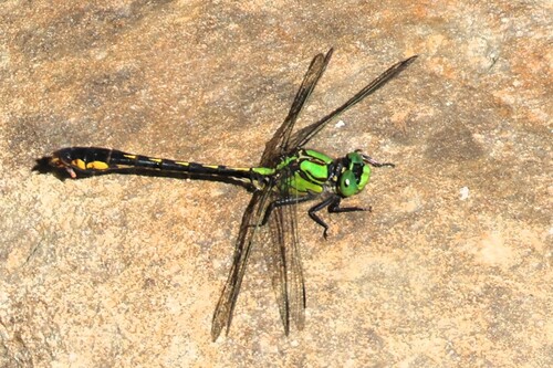 Maine Snaketail photo 5