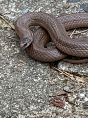 Virginia valeriae elegans