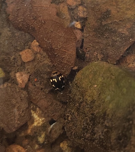 Laccophilus horni