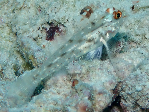 Fusigobius signipinnis