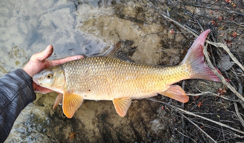 Moxostoma macrolepidotum