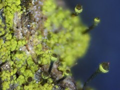 Chaenotheca chrysocephala