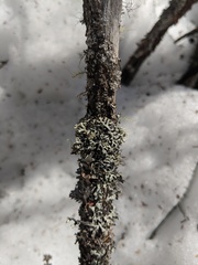 Hypogymnia incurvoides
