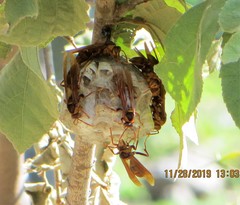 Polistes carnifex carnifex