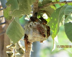 Polistes carnifex carnifex