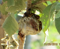 Polistes carnifex carnifex
