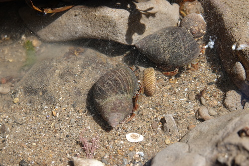 Littorina littorea