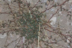 Euphorbia simulans
