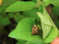 Neoscona menghaiensis