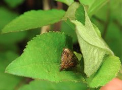 Neoscona menghaiensis