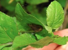 Neoscona menghaiensis