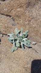 Tetradymia comosa