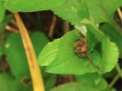 Neoscona menghaiensis