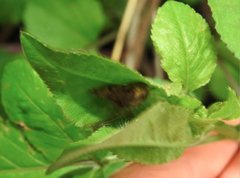 Neoscona menghaiensis