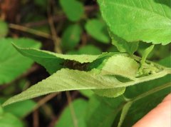 Neoscona menghaiensis