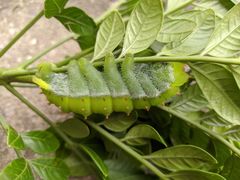 Rothschildia speculifer