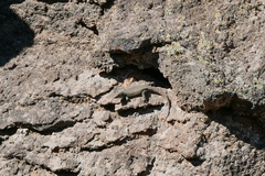 Gallotia galloti galloti