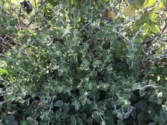 Eriogonum cinereum