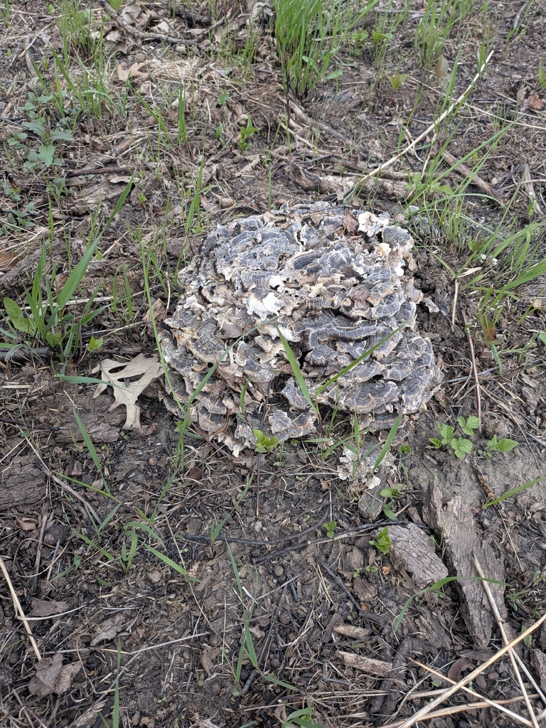 Trametes versicolor · May 2026 · photo: © curlsunfurled (iNaturalist, cc-by)