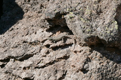 Gallotia galloti galloti