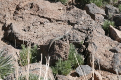 Gallotia galloti galloti