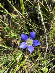 Gentiana setigera