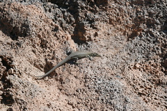 Gallotia galloti galloti