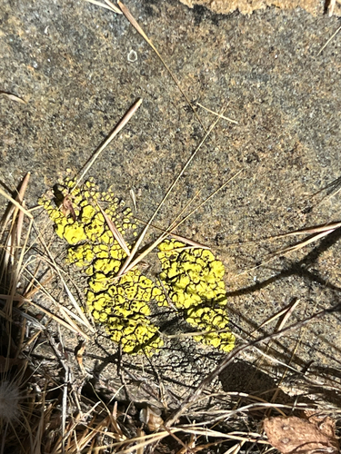 iNaturalist observation photo of Yellow Cobblestone Lichen