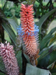 Ronnbergia involucrata