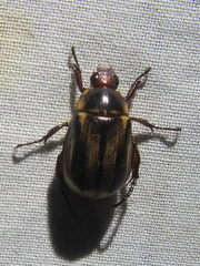 Anomala luciae