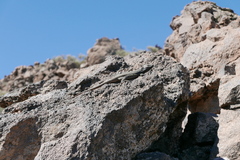 Gallotia galloti galloti